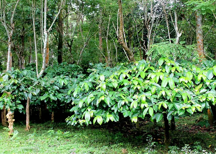 Woodside Homestay Wayanad