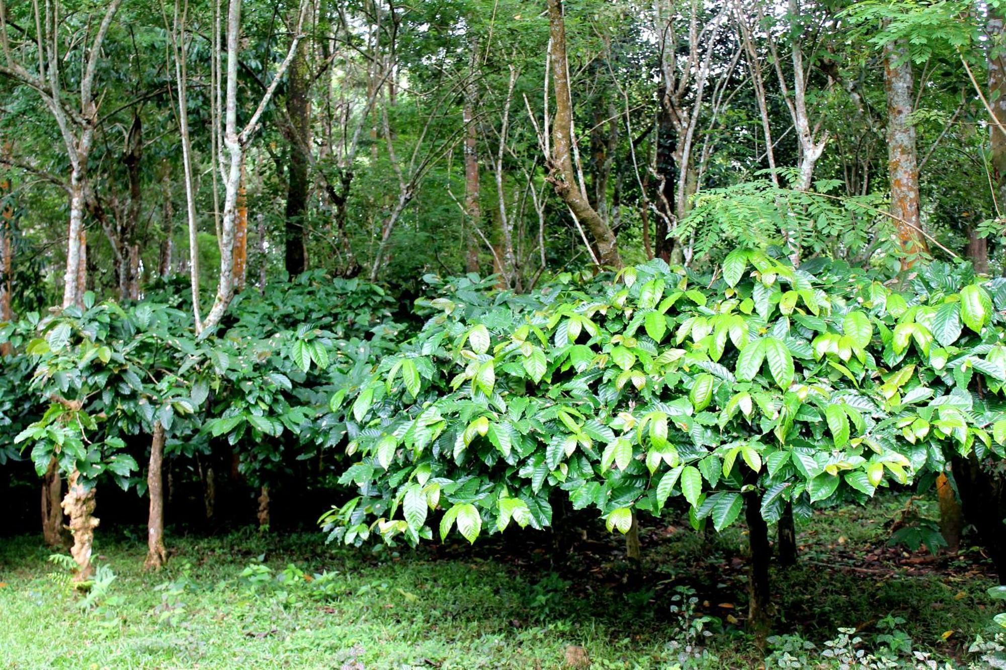 Woodside Wayanad Homestay Batheri