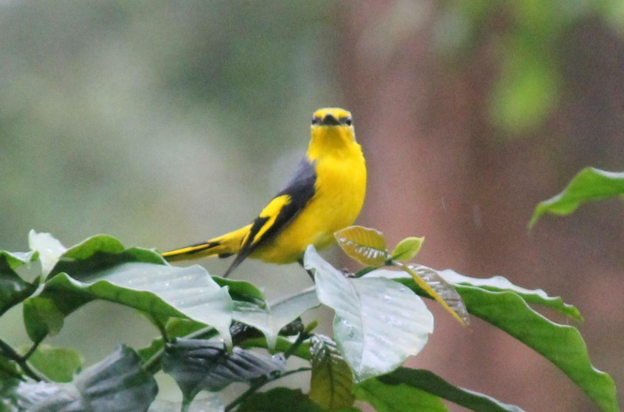 Woodside Wayanad Homestay *
