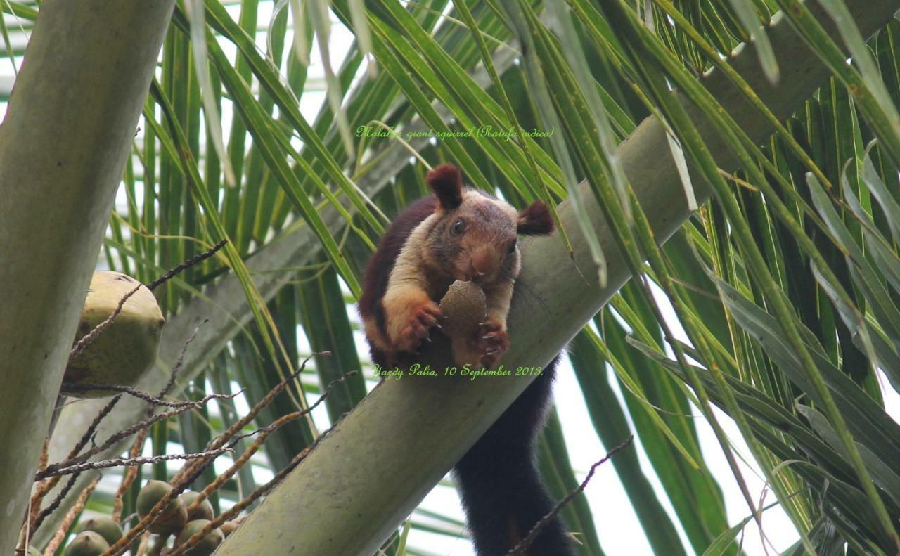 Woodside Wayanad Homestay
