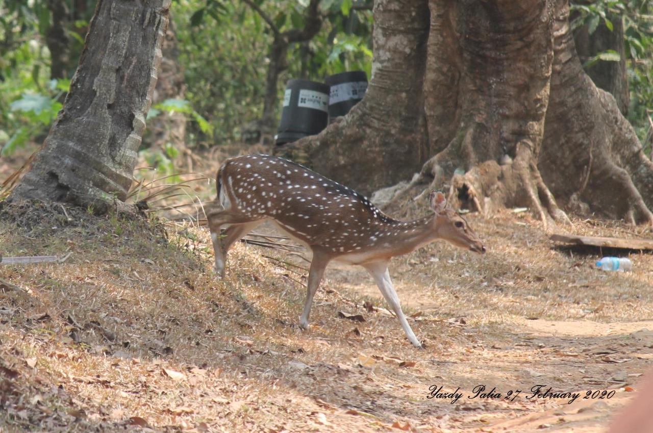 Homestay Woodside Wayanad *