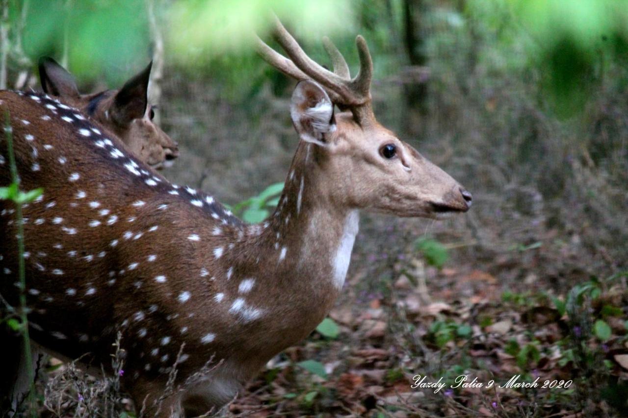 Homestay Woodside Wayanad *