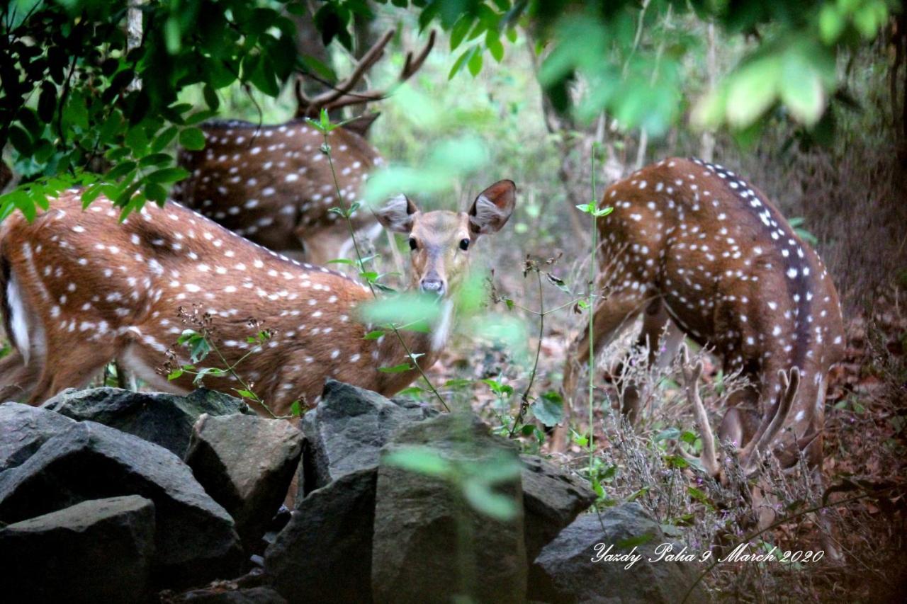 Woodside Wayanad *